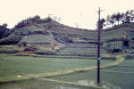 Rice Fields